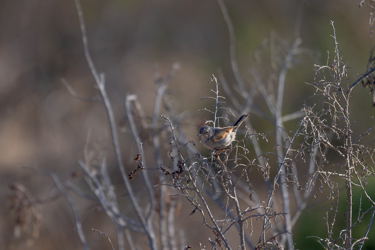 Spectacled Warbler - ML619842544