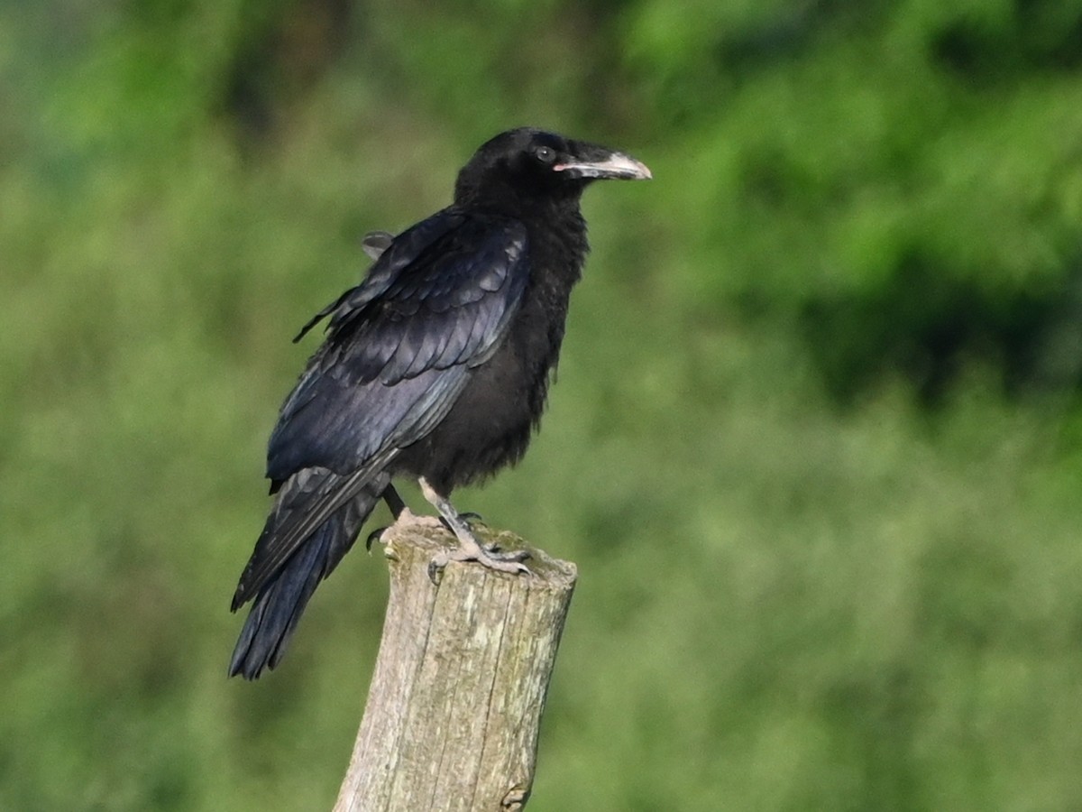 Common Raven - ML619842577