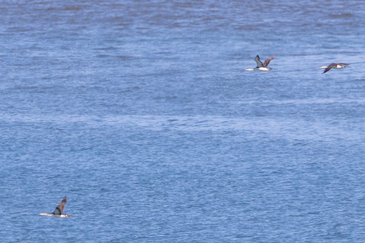 Red-throated Loon - ML619842590