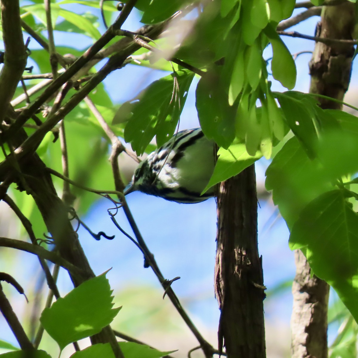 Black-and-white Warbler - ML619842604