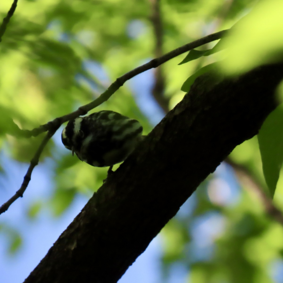 Black-and-white Warbler - ML619842609