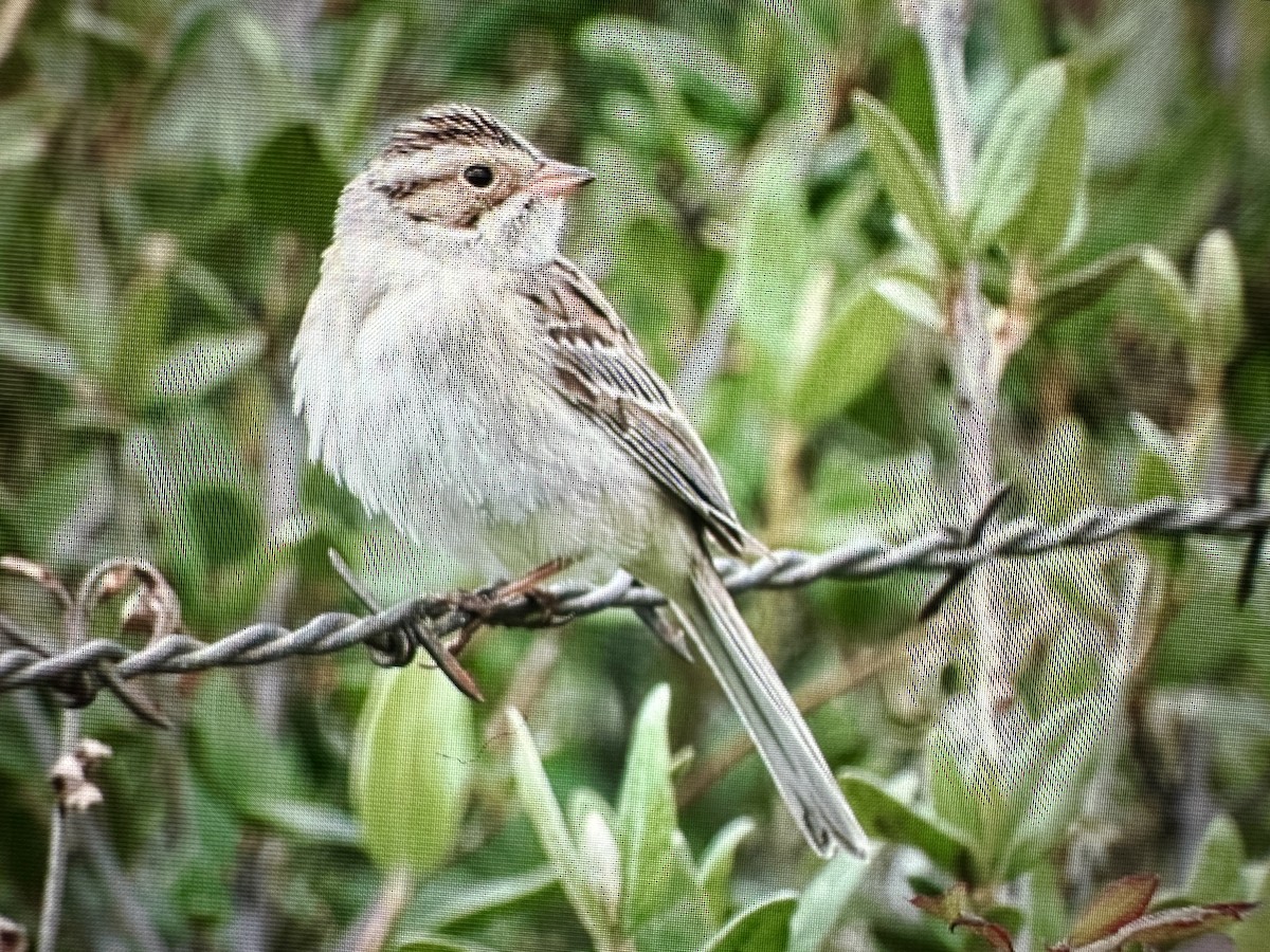 Clay-colored Sparrow - ML619842615