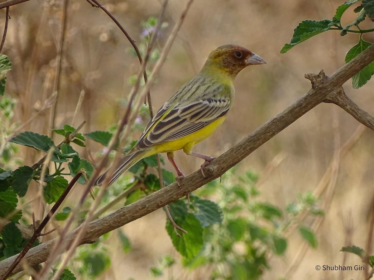 Red-headed Bunting - ML619842621