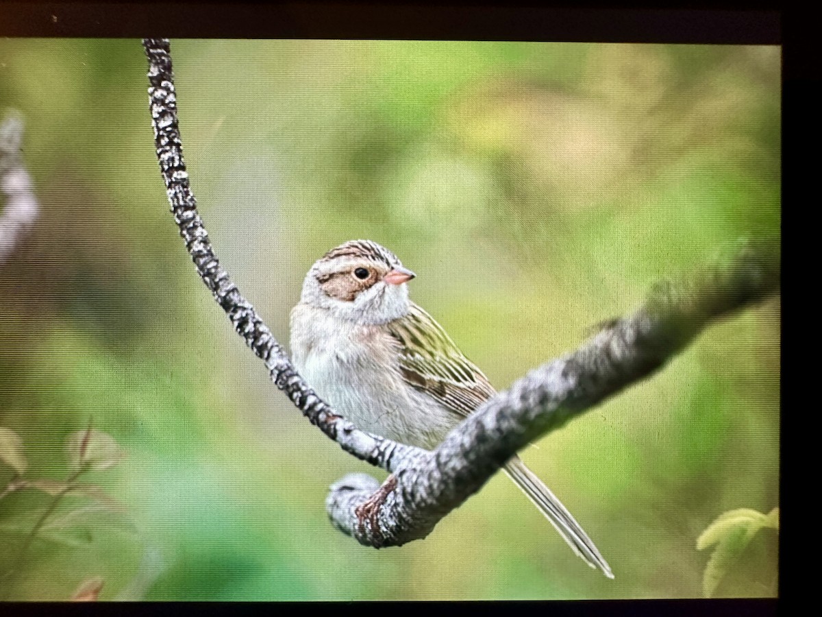 Clay-colored Sparrow - ML619842635