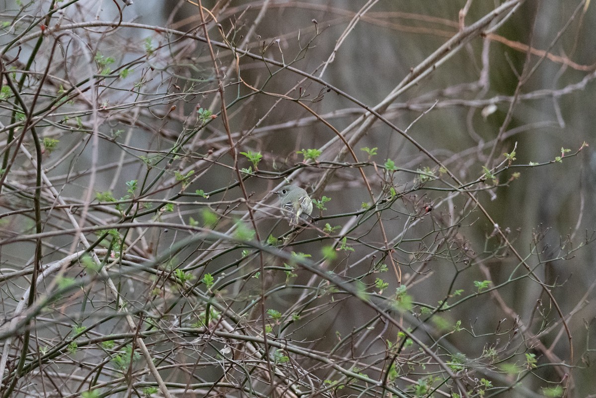 Ruby-crowned Kinglet - ML619842640