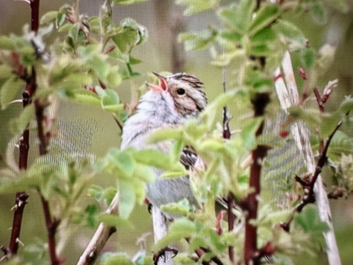 Clay-colored Sparrow - ML619842642