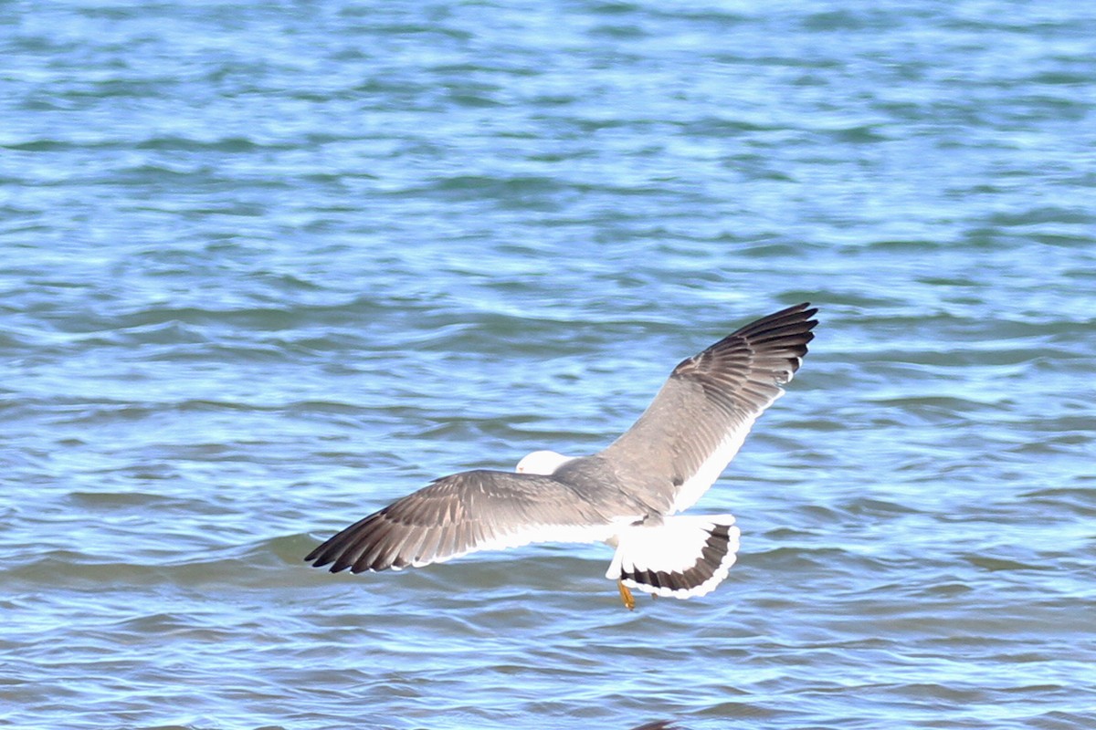 Black-tailed Gull - ML619842648