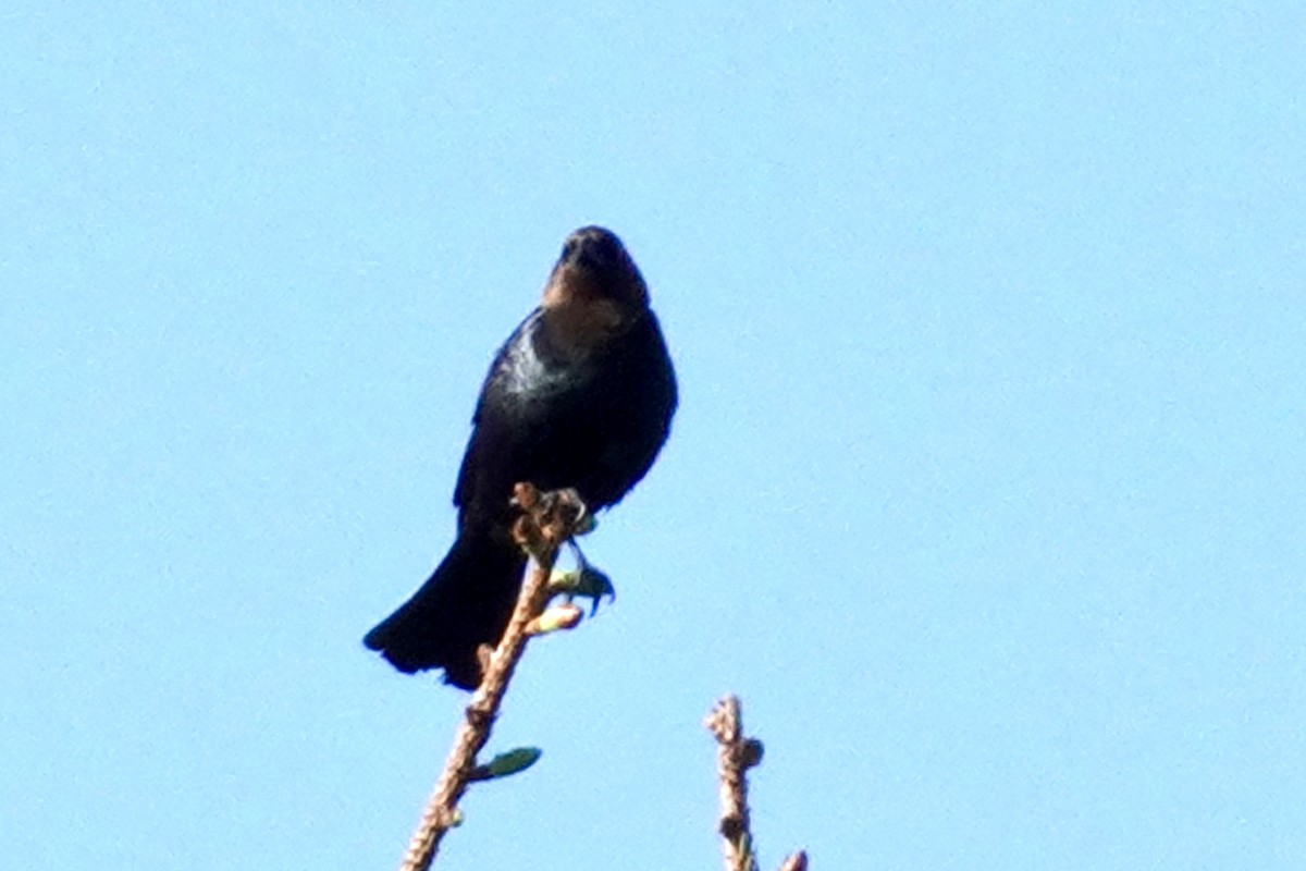 Brown-headed Cowbird - ML619842658