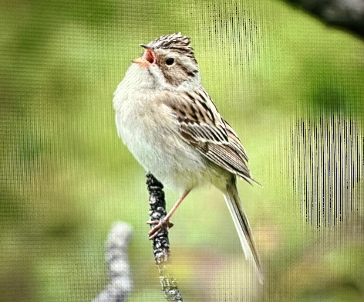 Clay-colored Sparrow - ML619842691