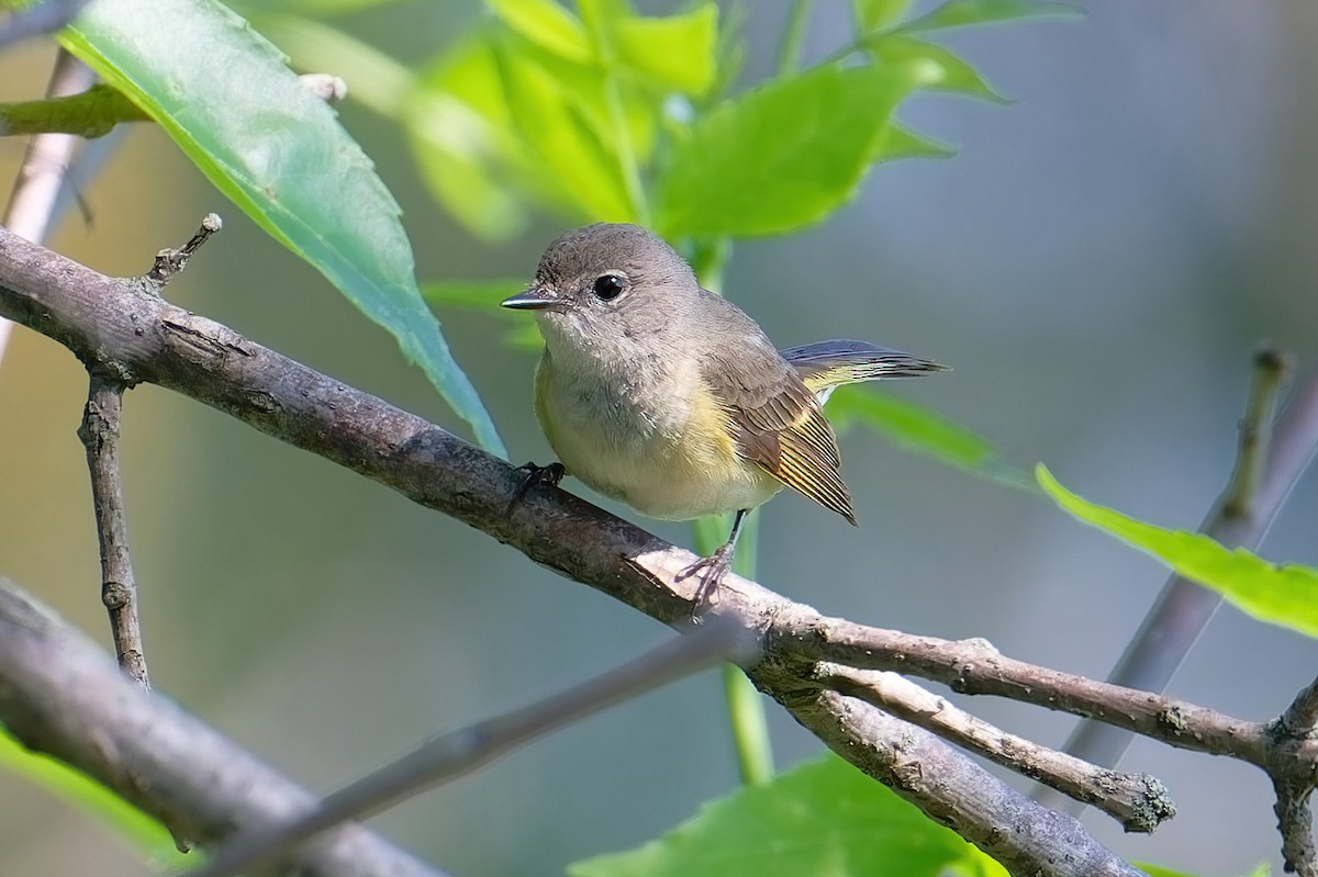 American Redstart - ML619842706