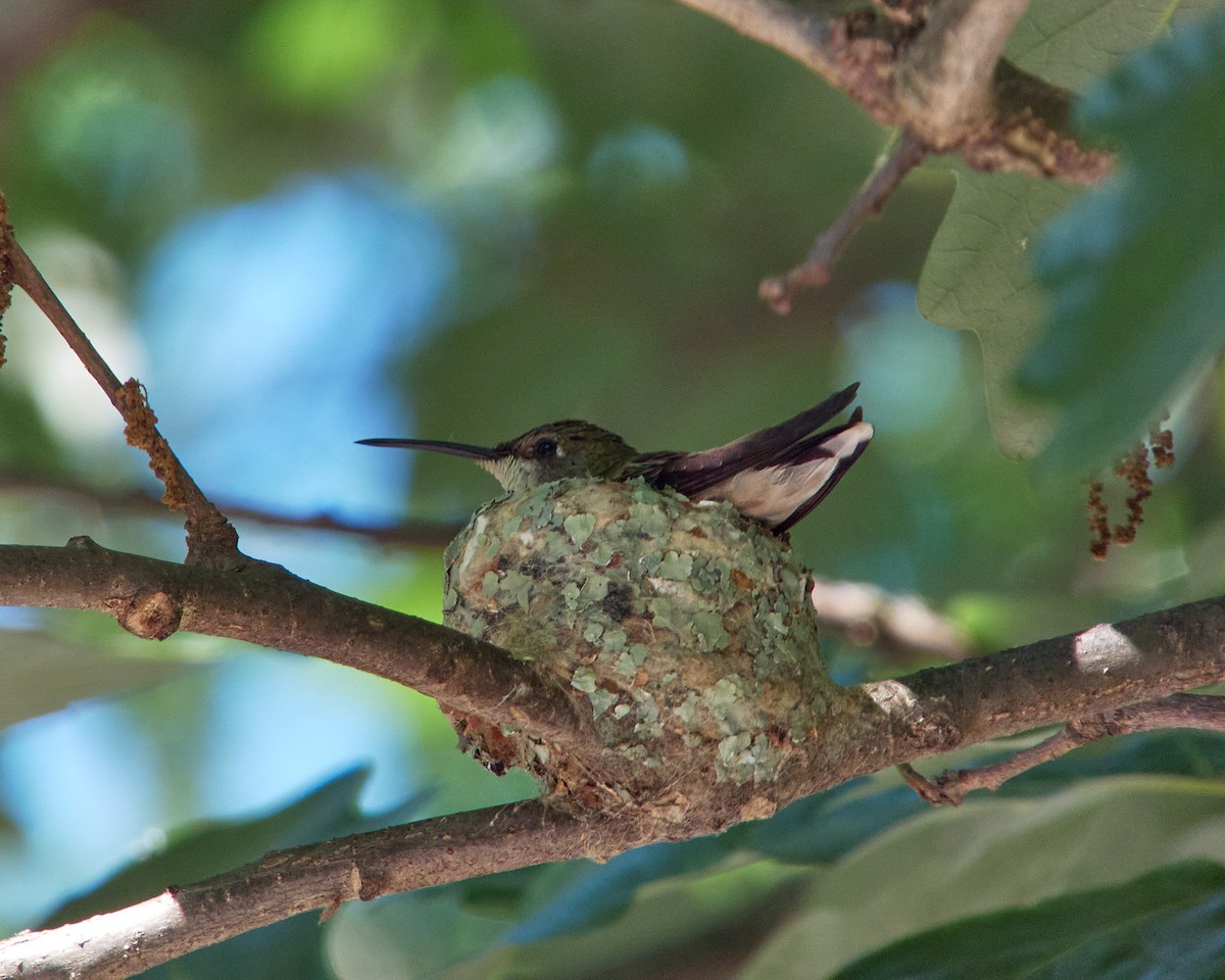 Ruby-throated Hummingbird - ML619842709