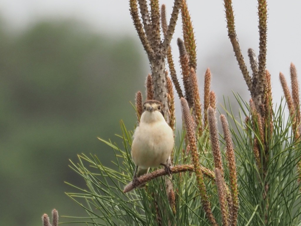 Averla capirossa - ML619842746