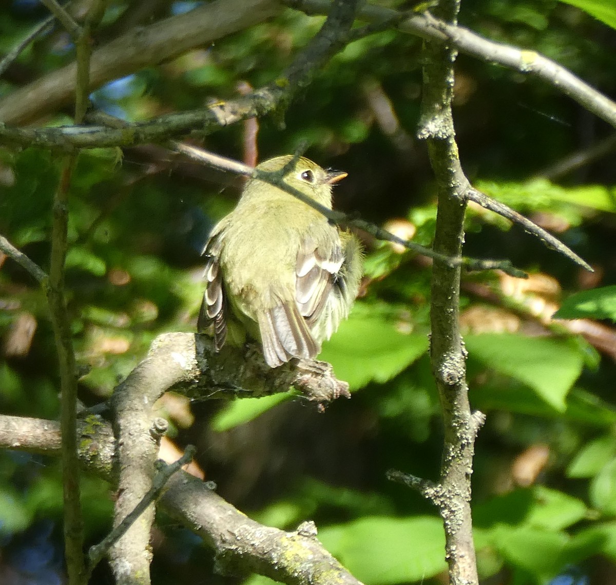 Yellow-bellied Flycatcher - ML619842751