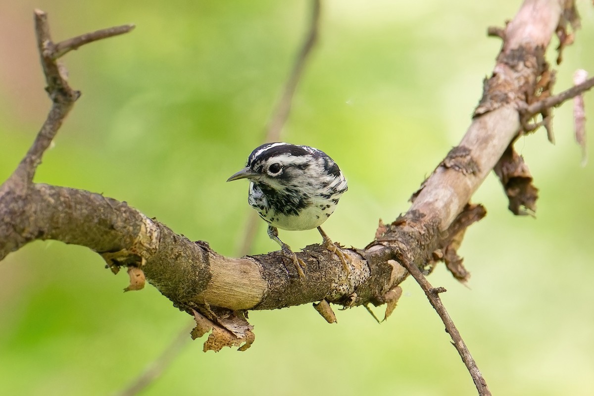 Black-and-white Warbler - ML619842773