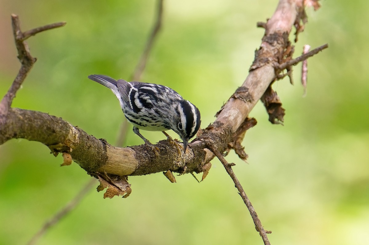 Black-and-white Warbler - ML619842774