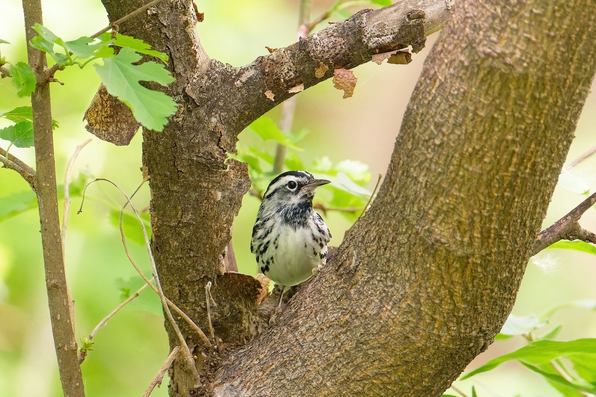 Black-and-white Warbler - ML619842775