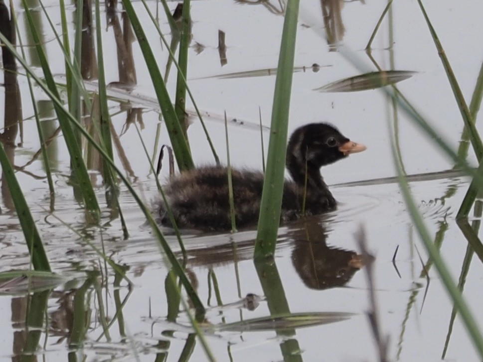 Tuffetto - ML619842781