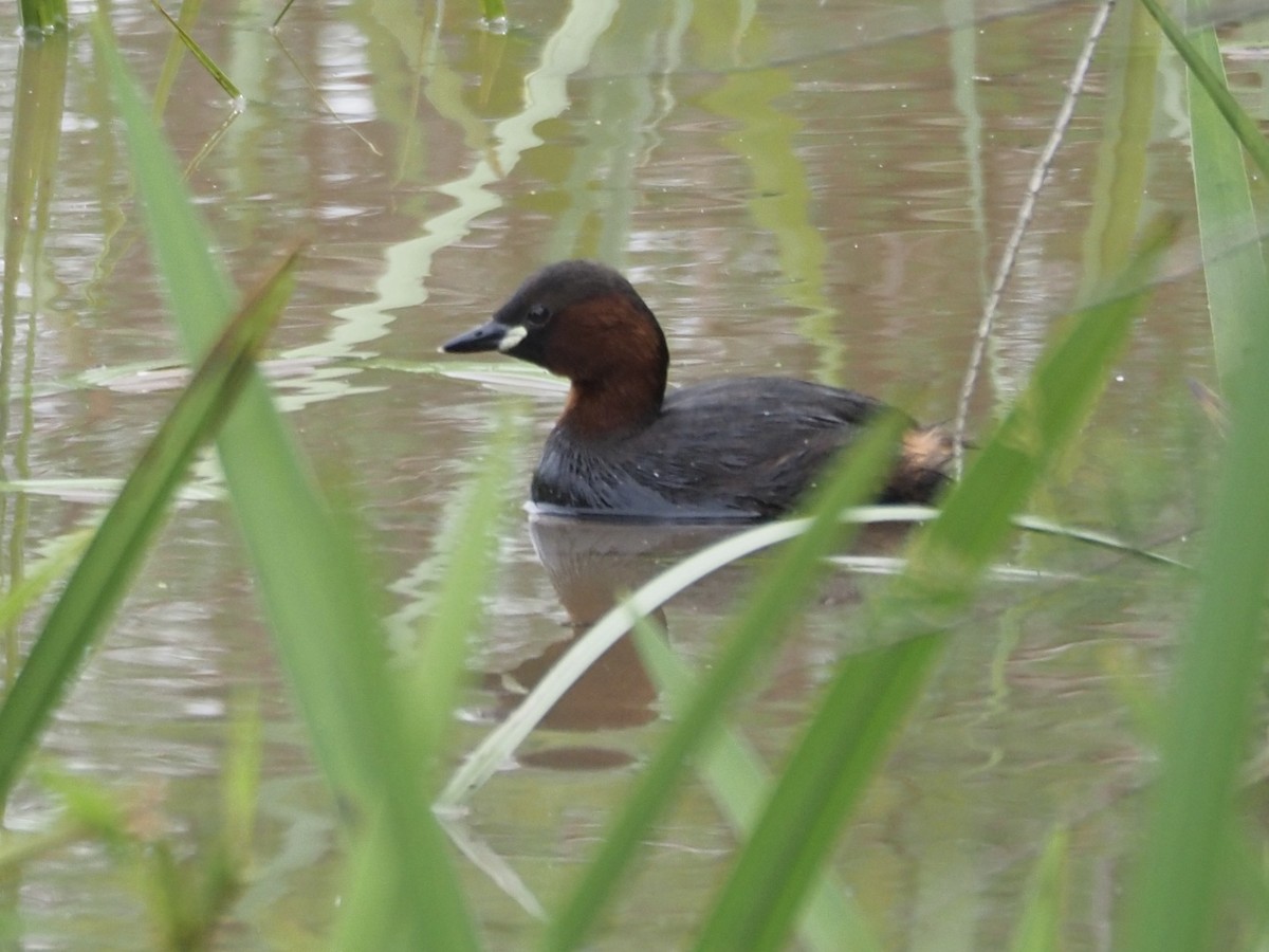 Tuffetto - ML619842783