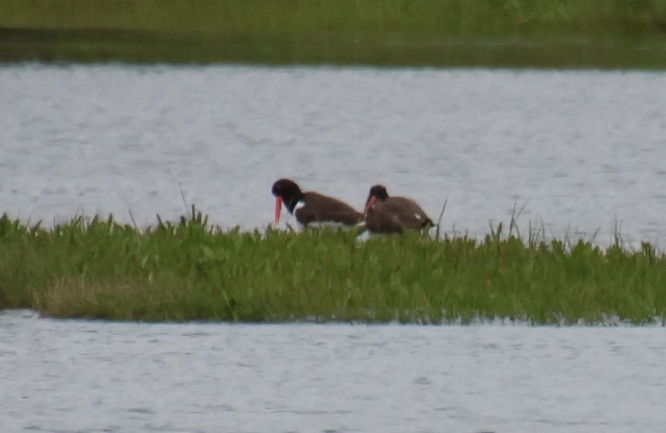 American Oystercatcher - ML619842787