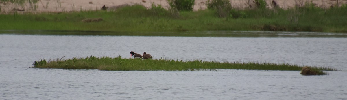 American Oystercatcher - ML619842788