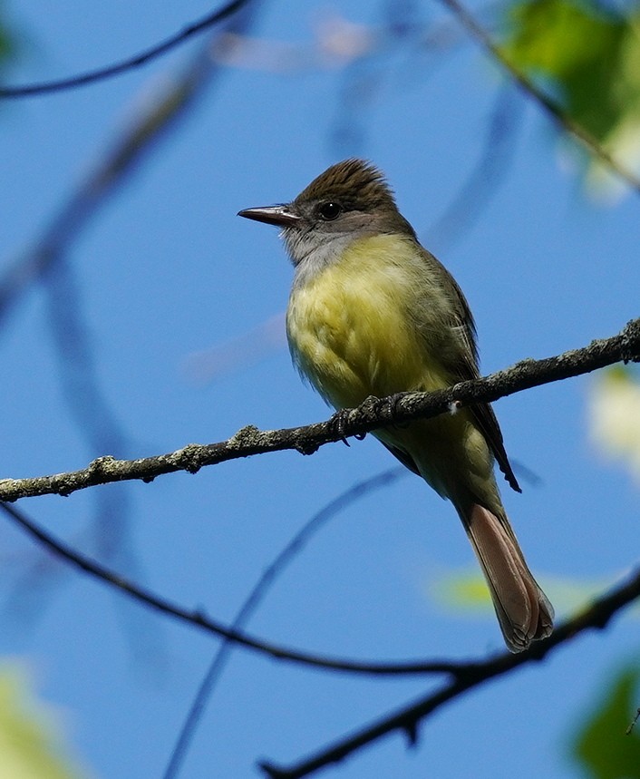 Great Crested Flycatcher - ML619842793