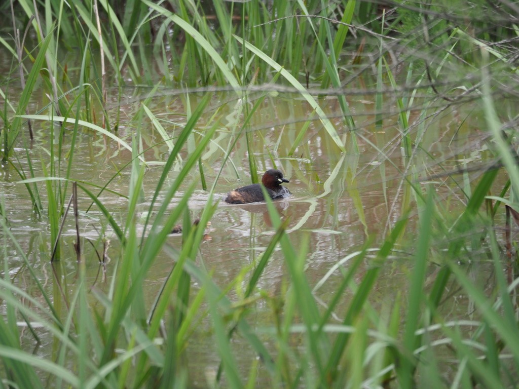 Tuffetto - ML619842796