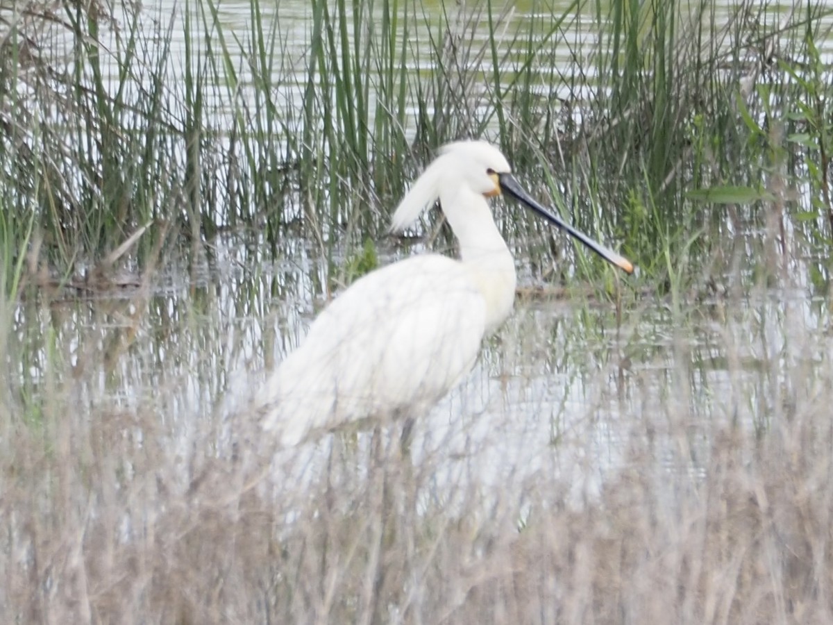 Spatola - ML619842805