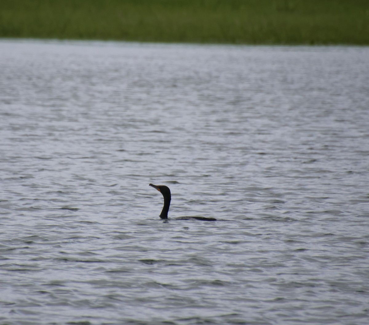 Double-crested Cormorant - ML619842807