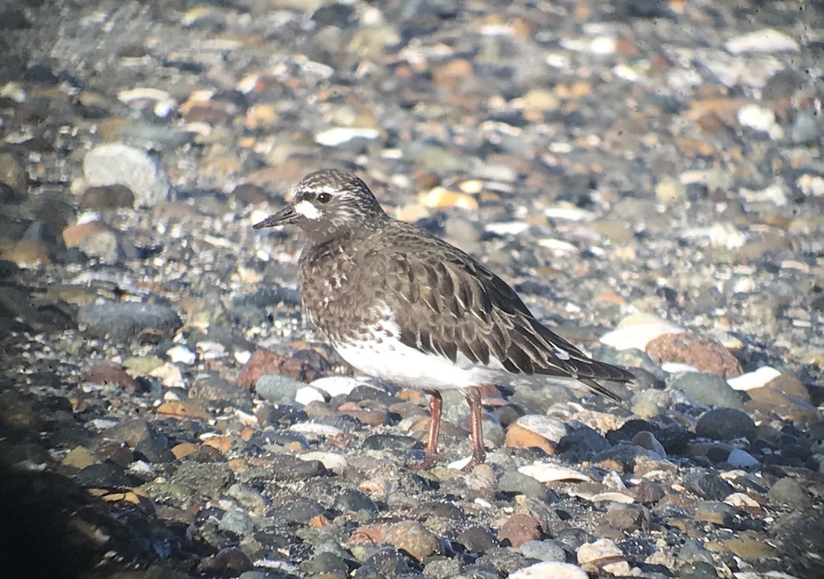 Black Turnstone - ML619842812