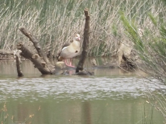 Oca egiziana - ML619842817