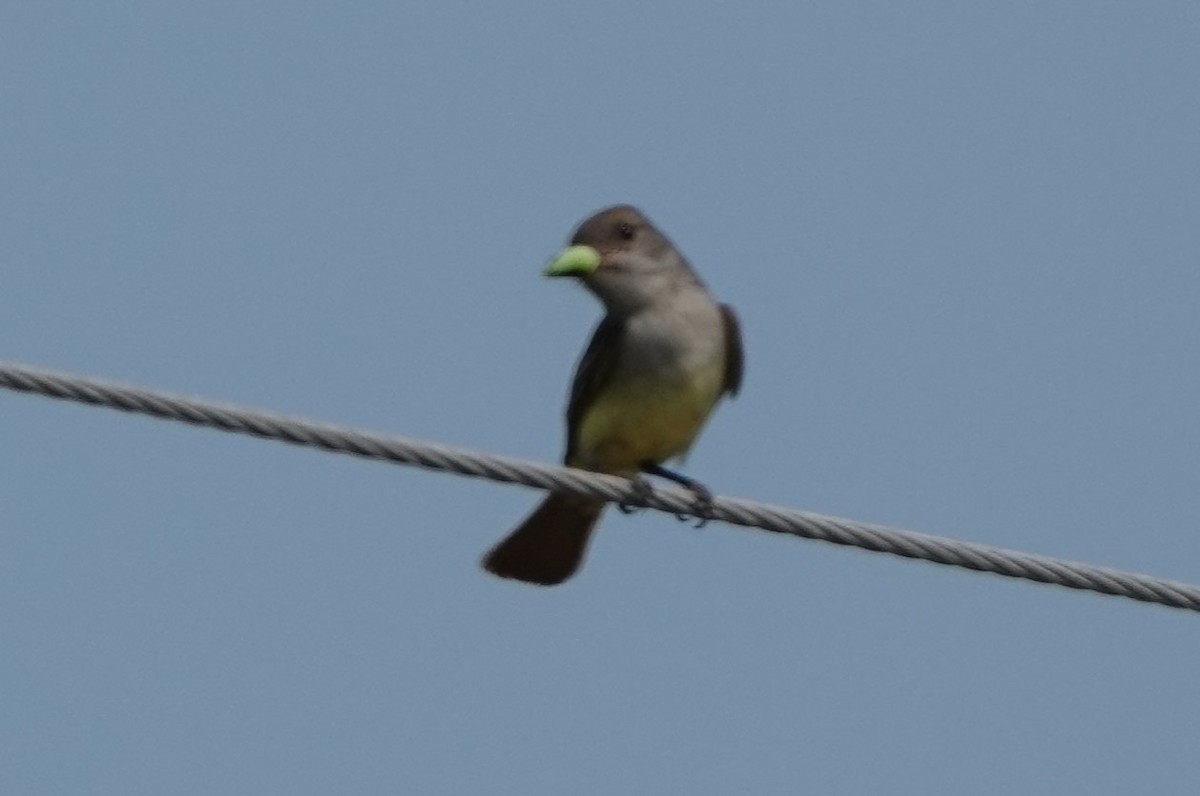 Brown-crested Flycatcher - ML619842818