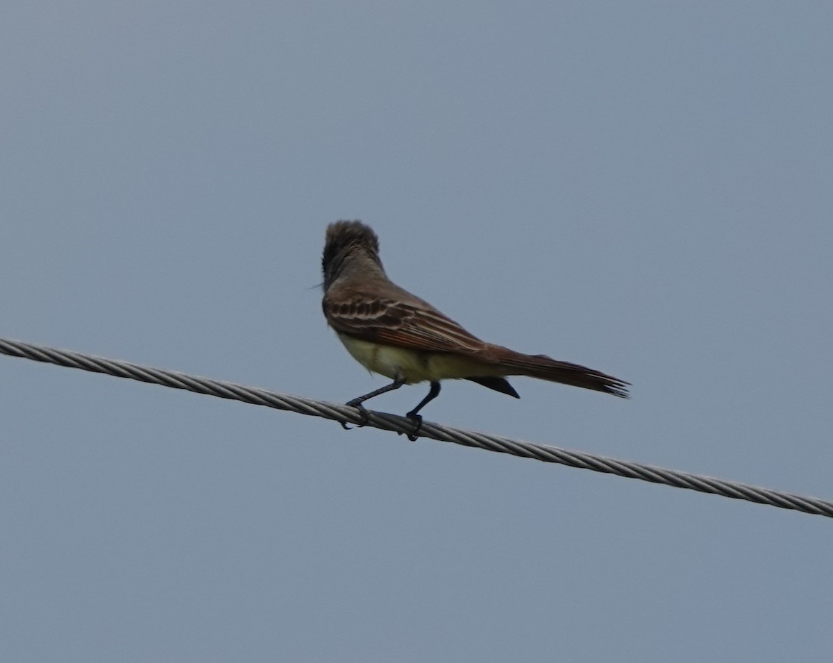 Brown-crested Flycatcher - ML619842819