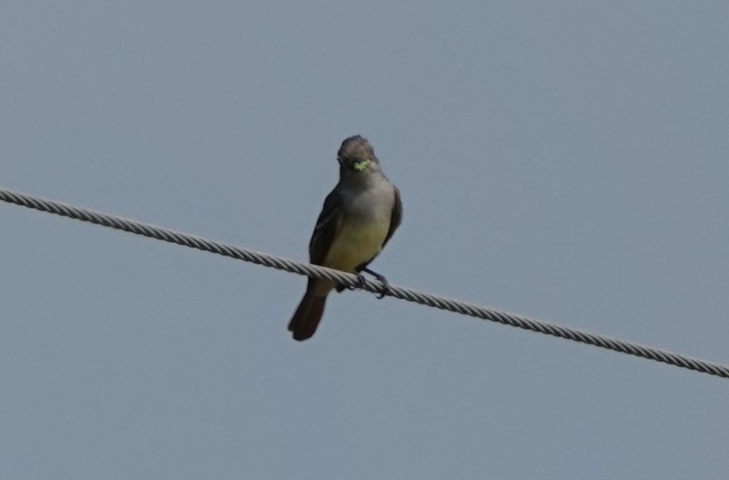 Brown-crested Flycatcher - ML619842821