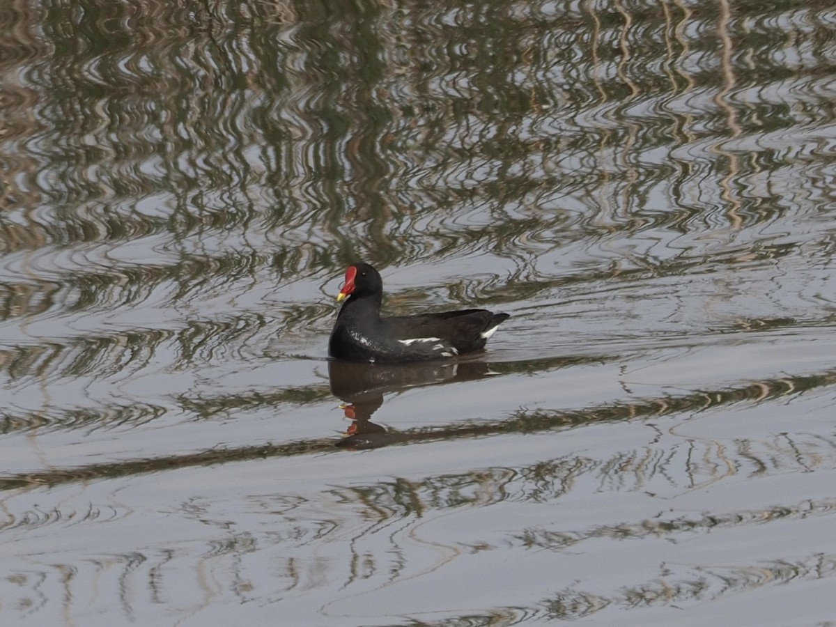 Gallinella d'acqua - ML619842836