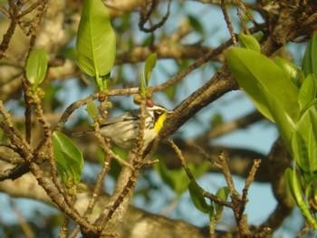 Yellow-throated Warbler - ML619842837