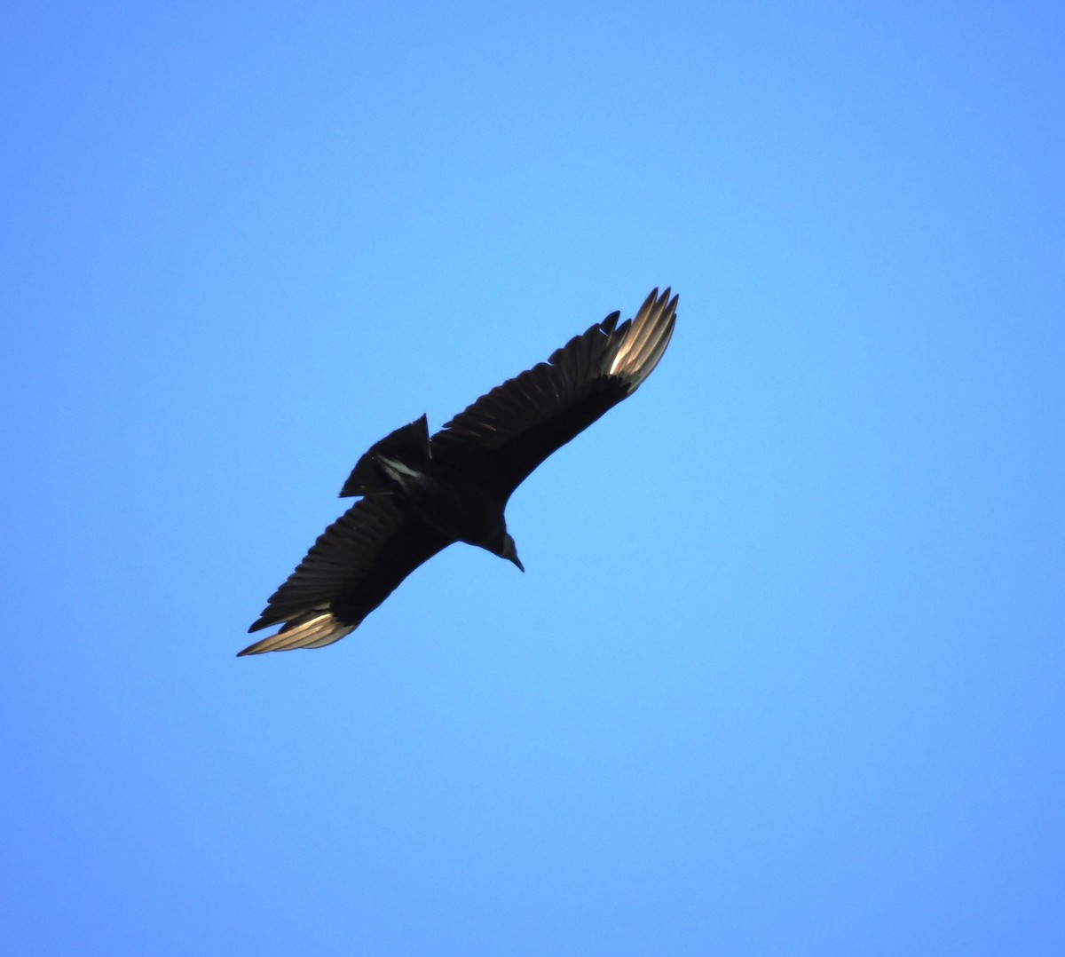 Black Vulture - Kent Davis