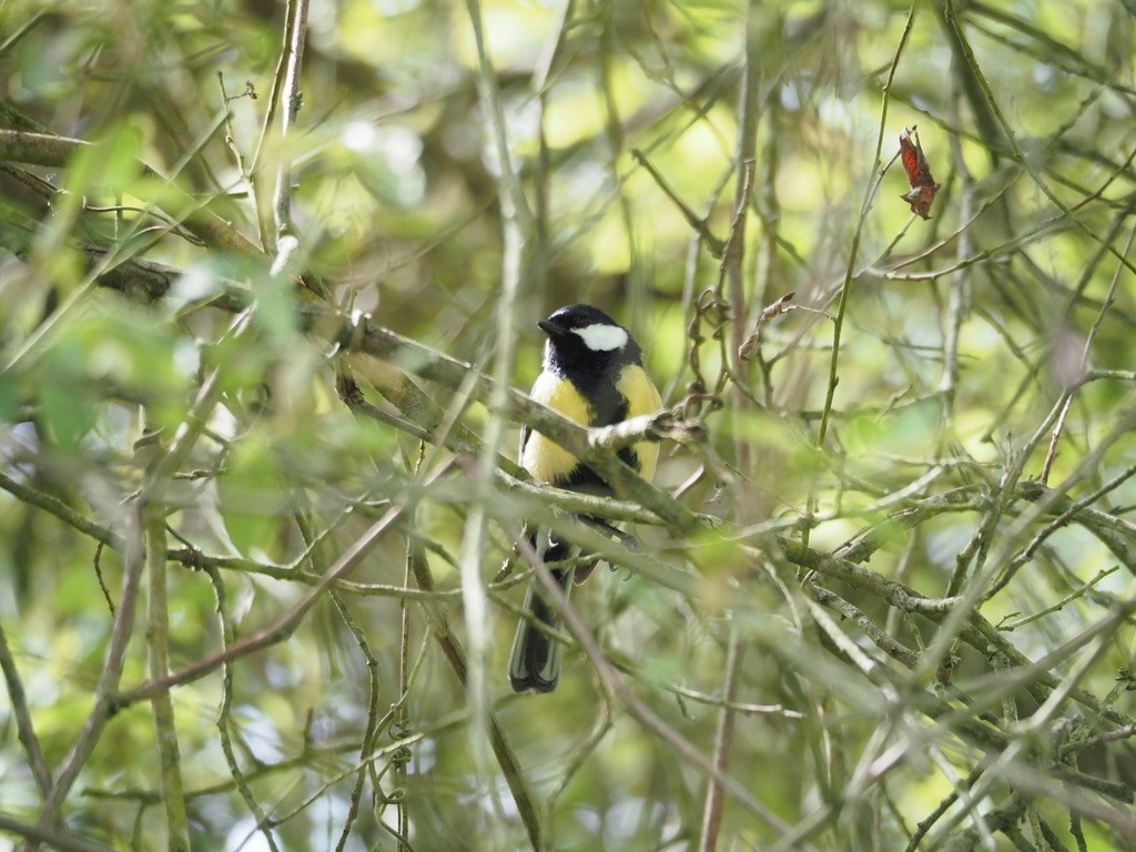 Cinciallegra - ML619842856