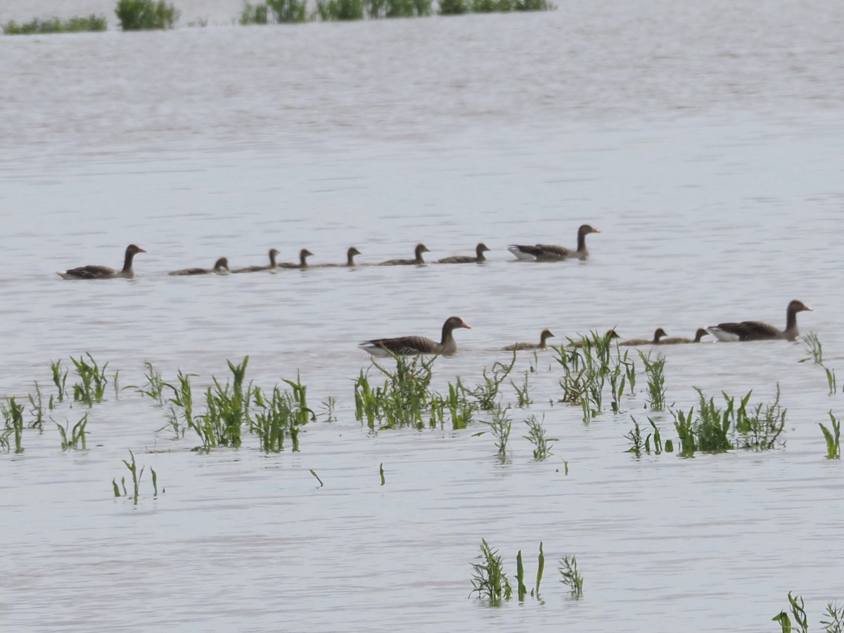 Oca selvatica - ML619842886