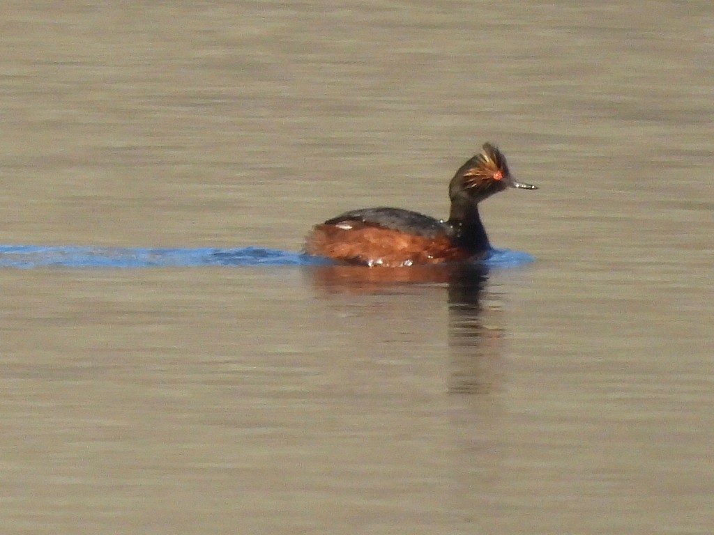 Eared Grebe - ML619842888