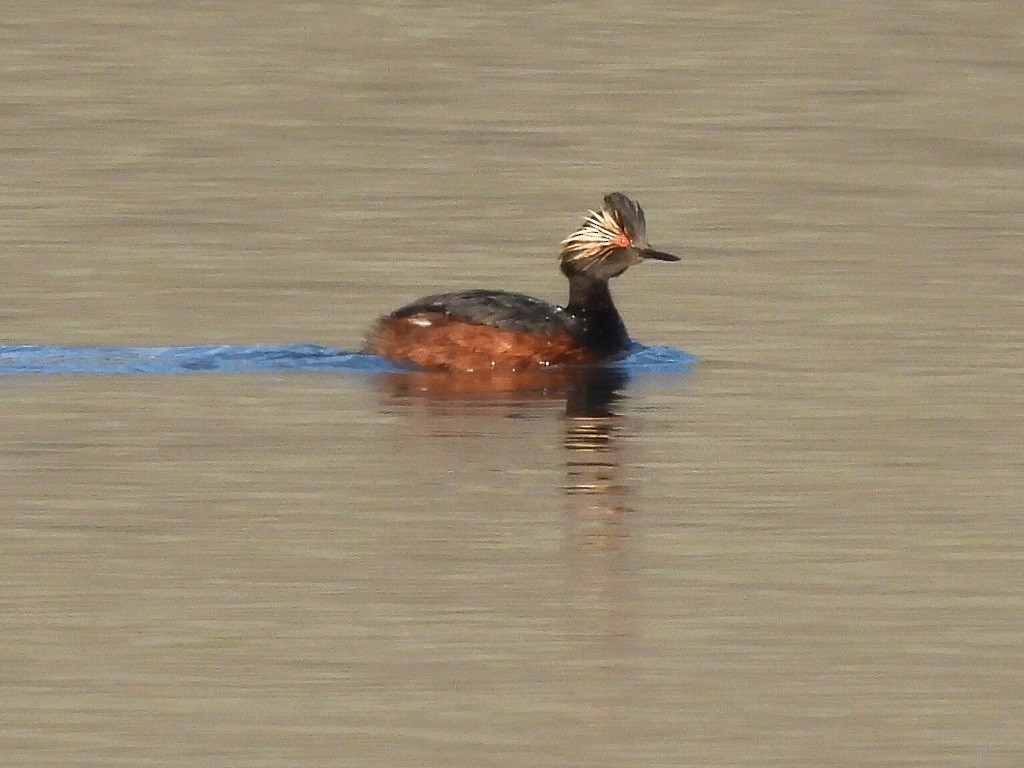 Eared Grebe - ML619842889