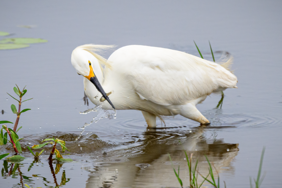 Great Egret - ML619842894