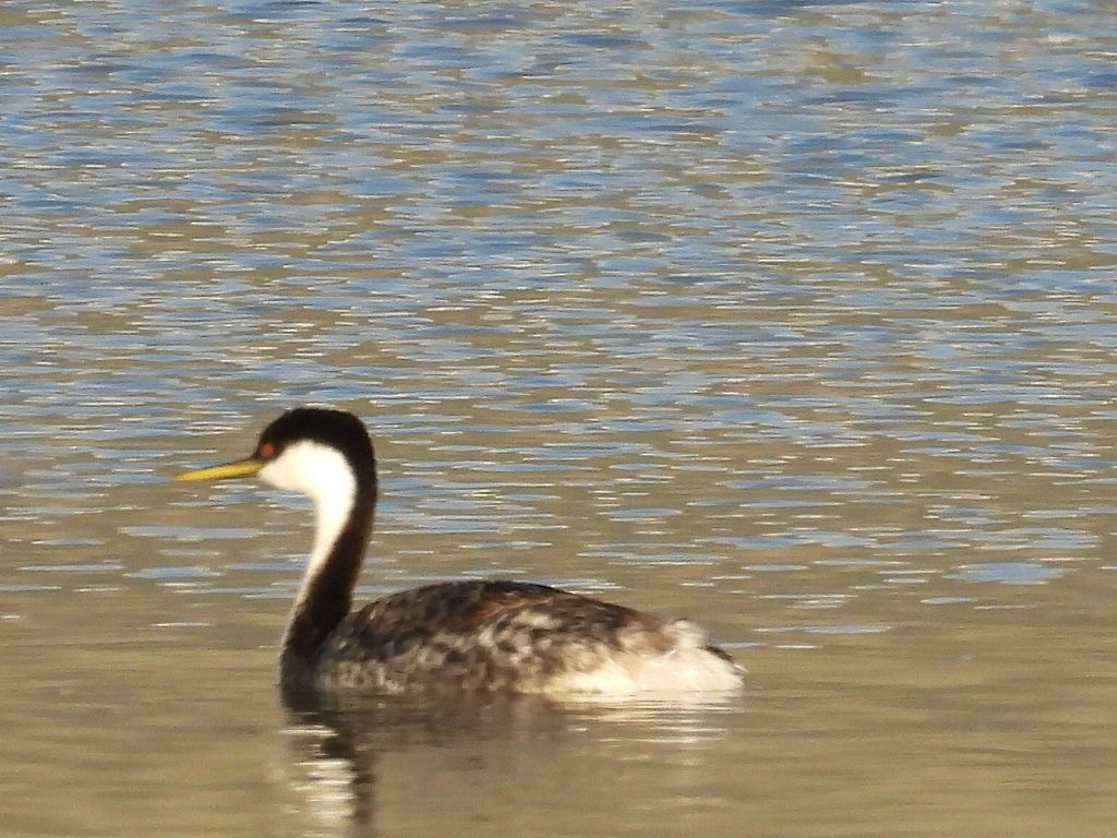 Western Grebe - ML619842899