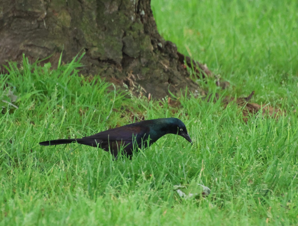 Common Grackle - Sharon Hirsch