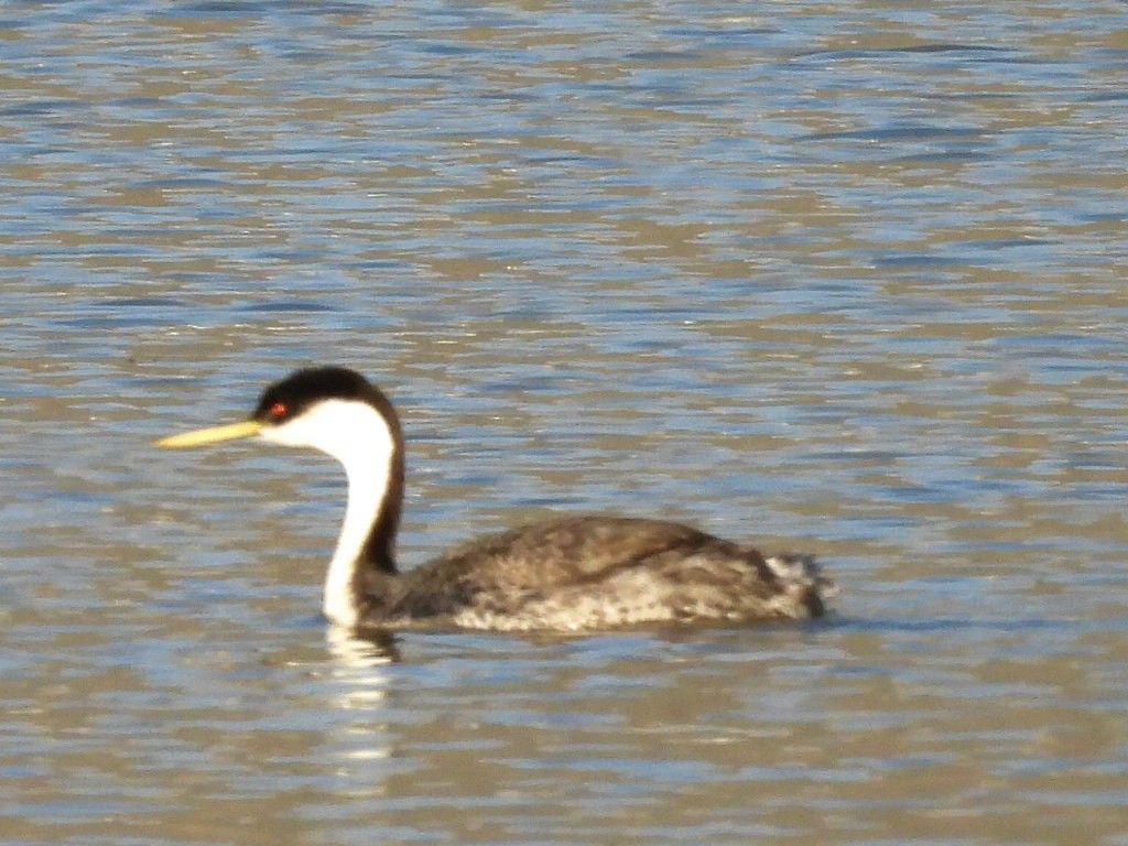 Western Grebe - ML619842904