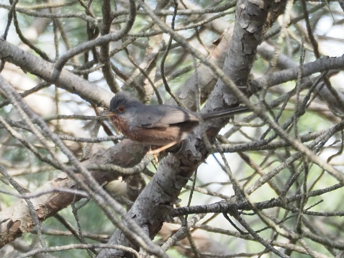 Magnanina comune - ML619842907