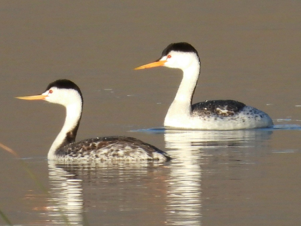 Clark's Grebe - ML619842910