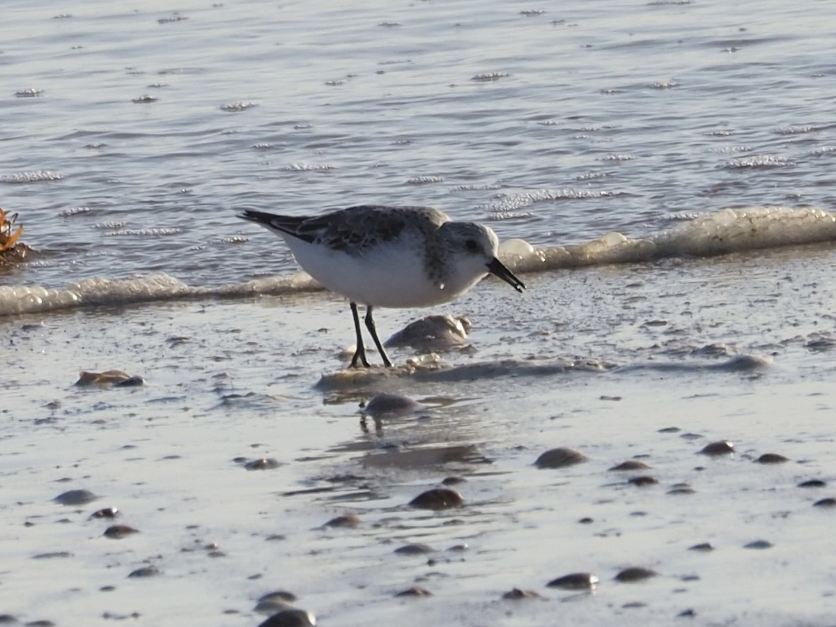 Piovanello tridattilo - ML619842917