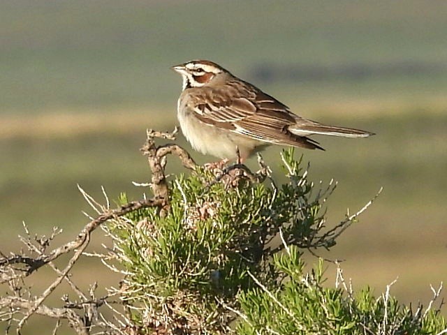 Lark Sparrow - ML619842922