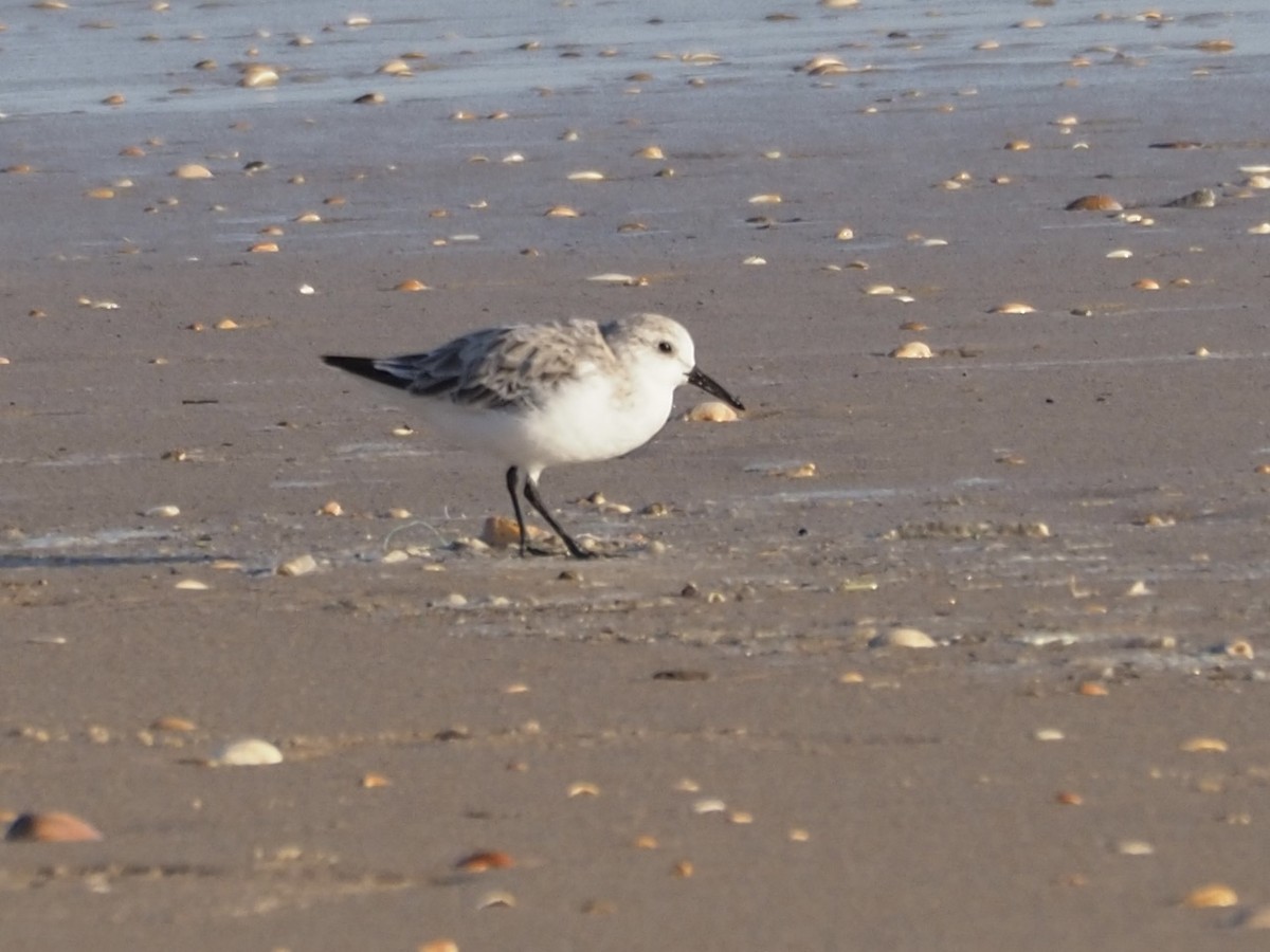 Piovanello tridattilo - ML619842923