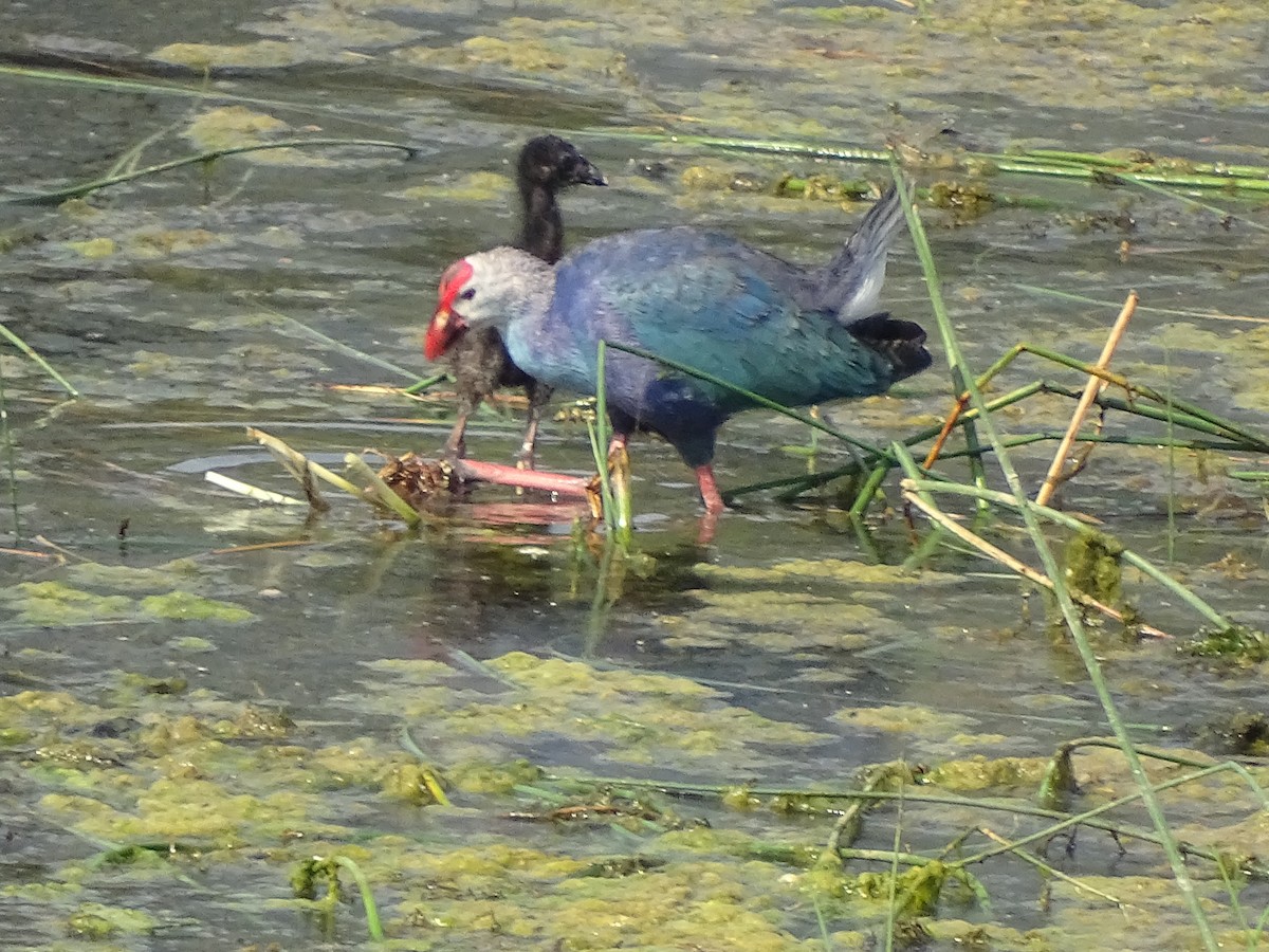 Gray-headed Swamphen - ML619842924